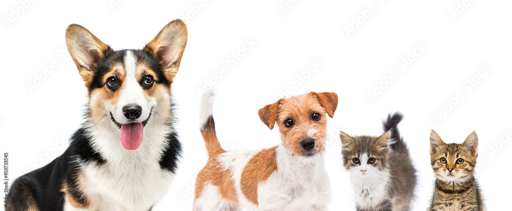 dog and cat look out on a white background