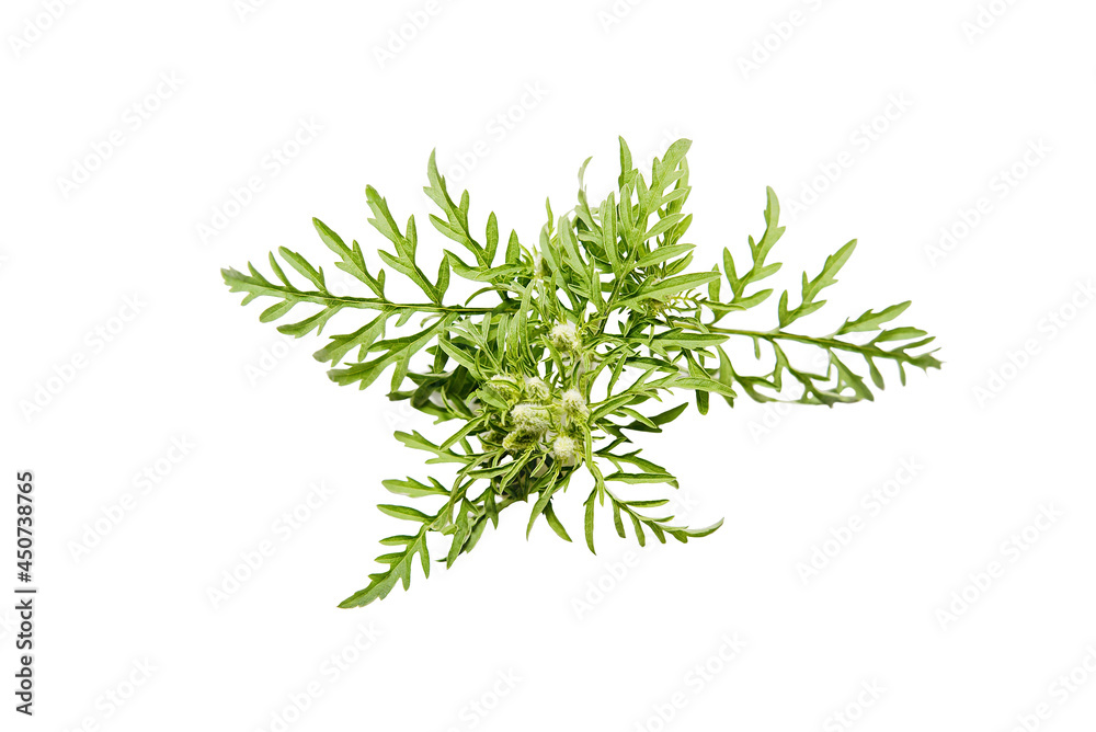 Seasonal allergy branch of ragweed plant isolated on white background. Seasonal allergy branch of ragweed plant isolated on white background.