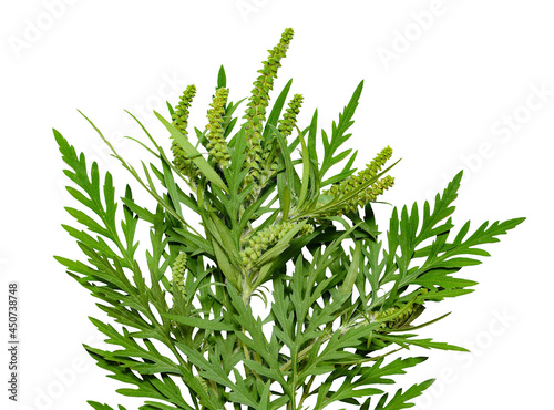 Cuadro en lienzo Seasonal allergy branch of ragweed plant isolated on white background