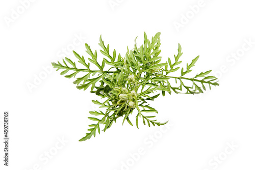 Seasonal allergy branch of ragweed plant isolated on white background.