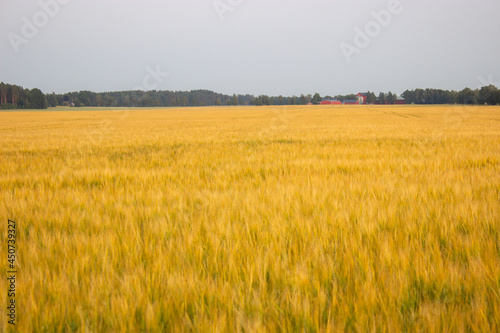 Golden wheat field on hot sunny day. High resolution photo.