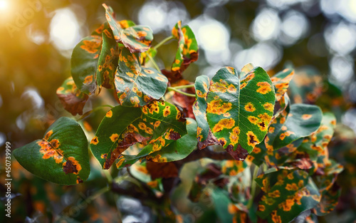 Pear trees disease, rust spot on leaves. Fruit tree infected with fungus, yellow rust. Fruit plant disease. Pear leaf with Gymnosporangium sabinae infestation. Rust on plants, prevention trees disease photo