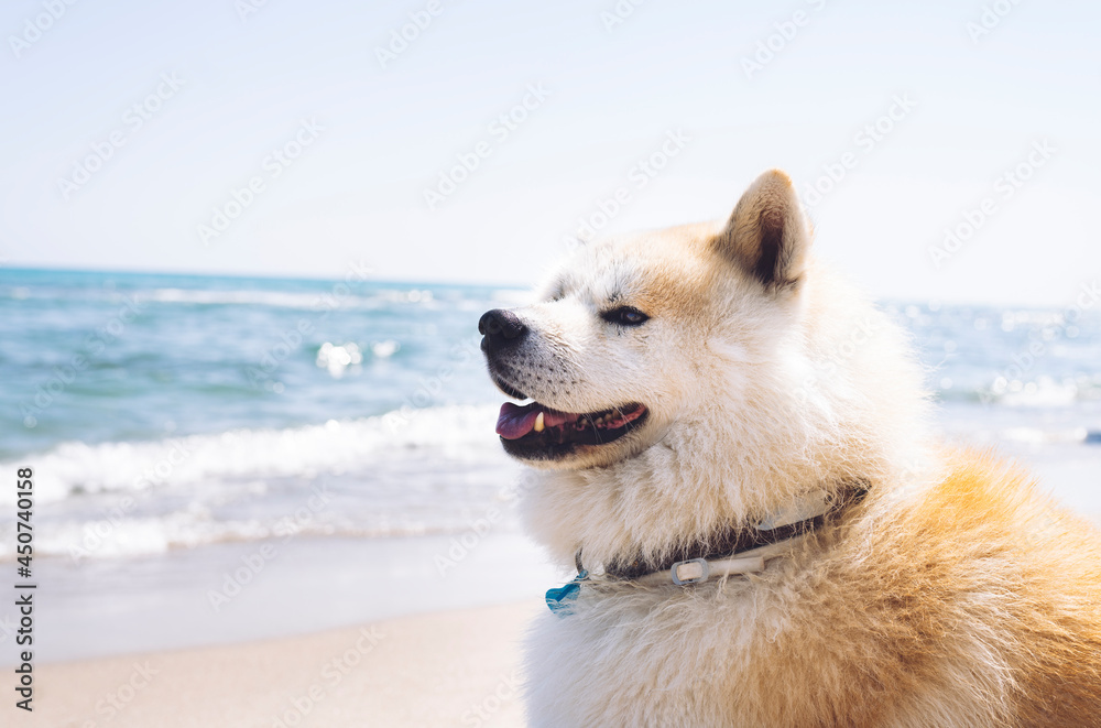 a nice akita inu dog, which is on the beach, summer days, akita inu, travel concept