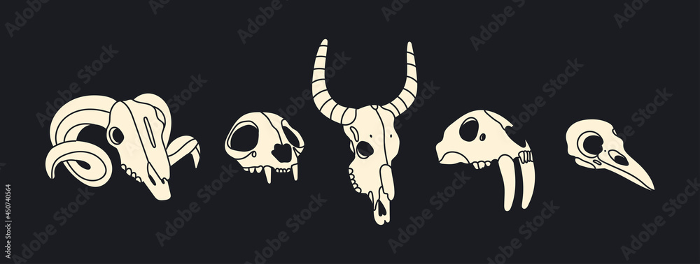 Various Skulls of different animals and bird. Skull of ram, cat or tiger, buffalo or cow, saber toothed lion, lynx. Hand drawn trendy Vector illustration. All elements are isolated Various Skulls of different animals and bird. Skull of ram, cat or tiger, buffalo or cow, saber toothed lion, lynx. Hand drawn trendy Vector illustration. All elements are isolated