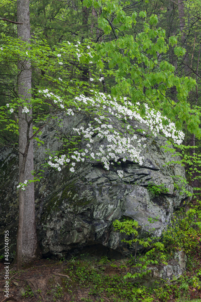 Boulder and Dogwood near Bud Ogle Cabin, Great Smoky Mountains National Park Boulder and Dogwood near Bud Ogle Cabin, Great Smoky Mountains National Park