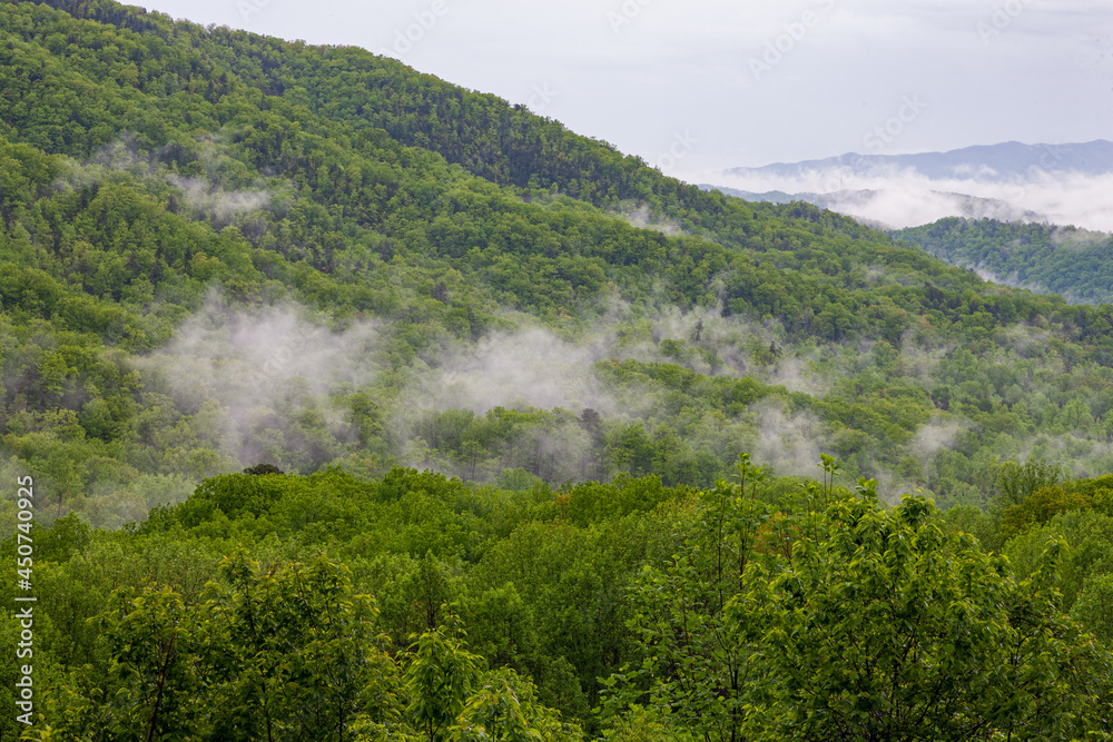 Misty Green Landscape, Great Smoky Mountains Misty Green Landscape, Great Smoky Mountains