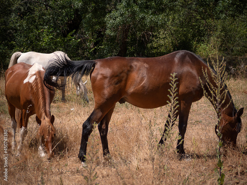 Herd of horses, andalusian gray mare, piebald mountain pony and chestnut arabian grazing together in a meadow.