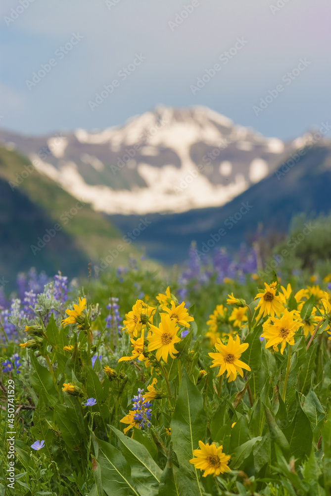 Obraz premium Spring Mountain Blossoms