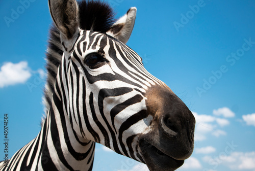 zebra chewing. Cape mountain zebra close-up against the sky. Equus zebra in natural habitat. National reserve of zebras Askania Nova. Zebra portrait cheerful. space for text. High quality photo