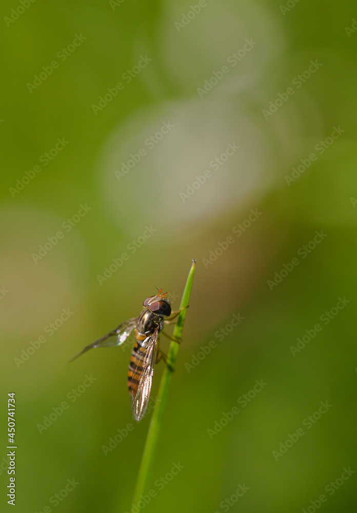 Hoverfly green white bokeh macro Hoverfly green white bokeh macro