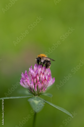 Bee on pink flower green background cute