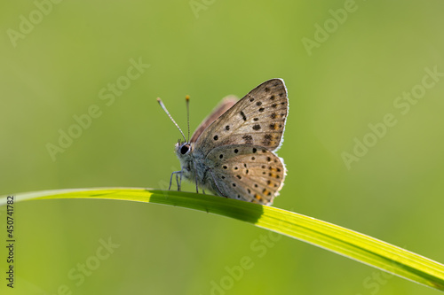 Small brown butterfly Lycaenidae on leaf sunshine green background
