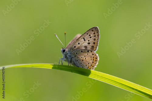 Brown orange butterfly black spots on green leaf sunny summer day macro