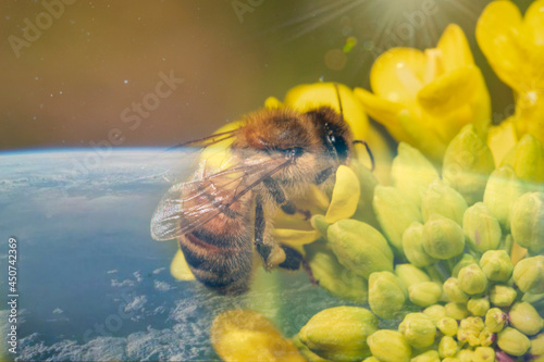 bee on a flower