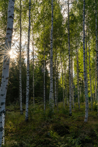vertical landscape view of bright birch trees in a lush green summer forest with a sun star shining through the leaves