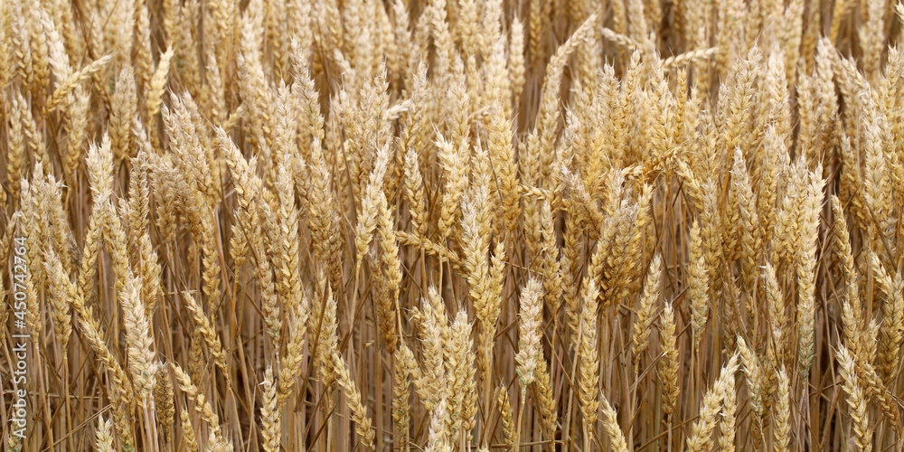 Fields and grain from which bread is made to eat. Fields and grain from which bread is made to eat.