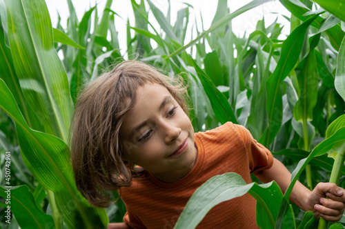 smiling boy curiously looking out green cornplants