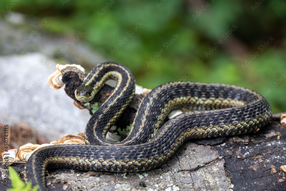 Eastern Garter Snake (Thamnophis sirtalis sirtalis) Coiled and Eastern Garter Snake (Thamnophis sirtalis sirtalis) Coiled and