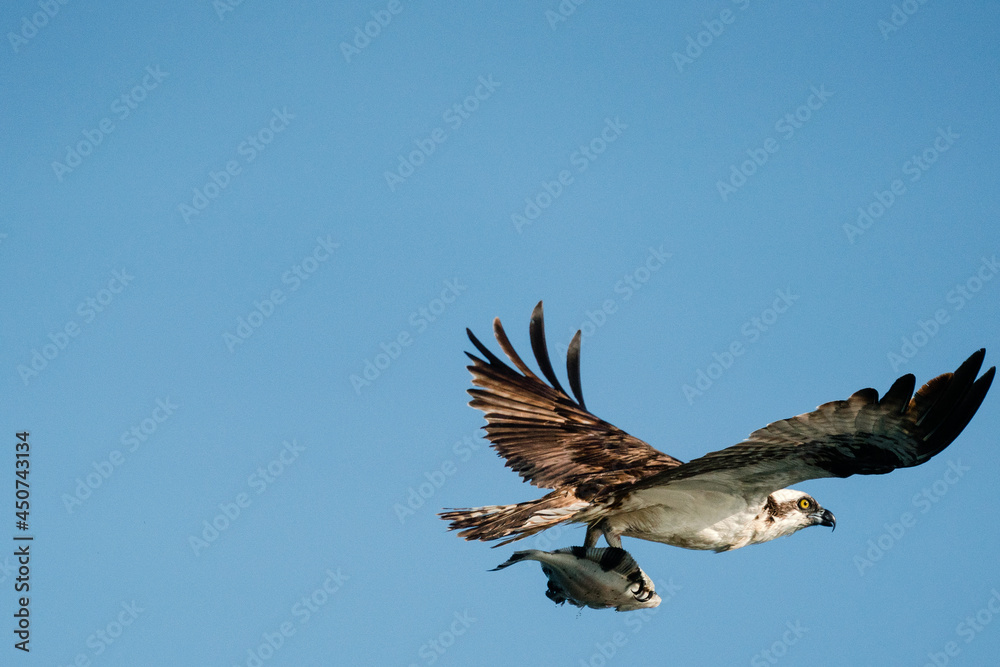 Obraz premium Closeup view of an osprey in flight carrying a flounder