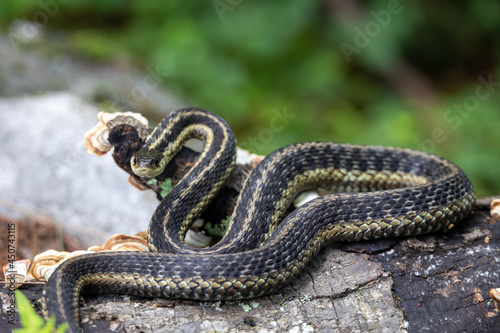 Eastern Garter Snake (Thamnophis sirtalis sirtalis) Coiled and