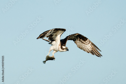 Side view of an osprey flying with a flat fish