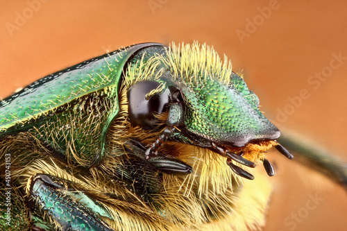 Super macro portrait of a bronze beetle, Cetoniinae, Scarabaeidae. Stacking Macro photo of an insect on a black background. Incredible details of the animal.