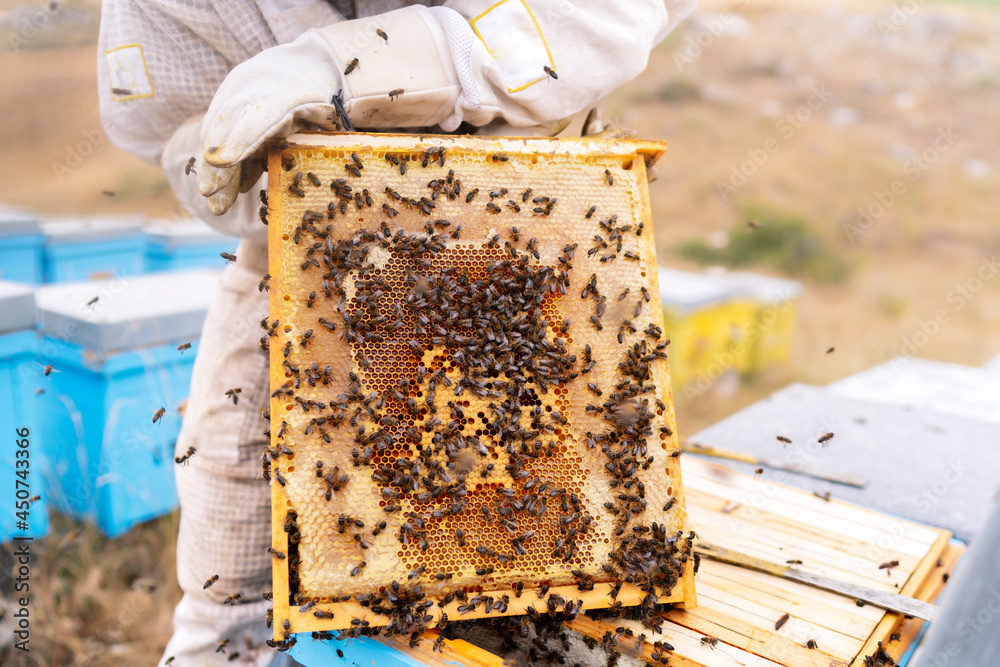 beekeeper checking the status of his hives