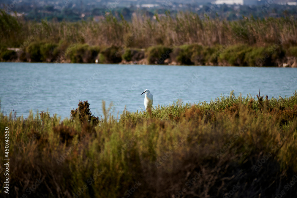 Fototapeta premium Spoonbill bird in the salt flats of Santa Pola, Spain