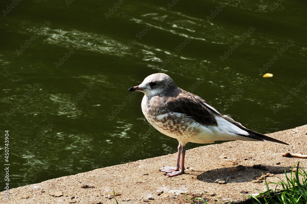 There is a small seagull on the stone base of the pond. Seagull on the background of a pond in a city park. There is a small seagull on the stone base of the pond. Seagull on the background of a pond in a city park.