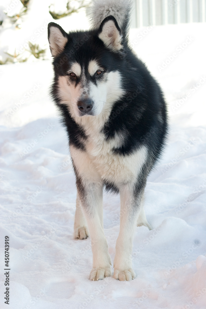 Black and white Alaskan Malamute dog running through the snow-covered yard in cold winter. High quality photo