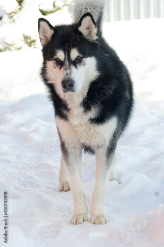 Black and white Alaskan Malamute dog running through the snow-covered yard in cold winter. High quality photo