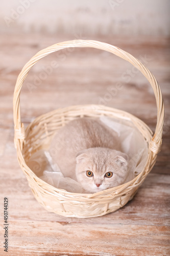 Scottish fold pussy cat on beige background. Cute little kitty.