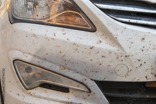 Insects on car paintwork, broken midges. Killed insects on the b