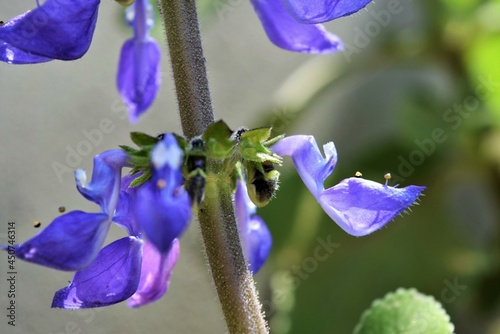 flor de boldo photo