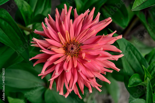 Gentle salmon colored zinnia flower close up on green leaves background. Delicate cactus zinnia with needle-shaped, acicular petals. Floriculture, gardening or landscaping concept