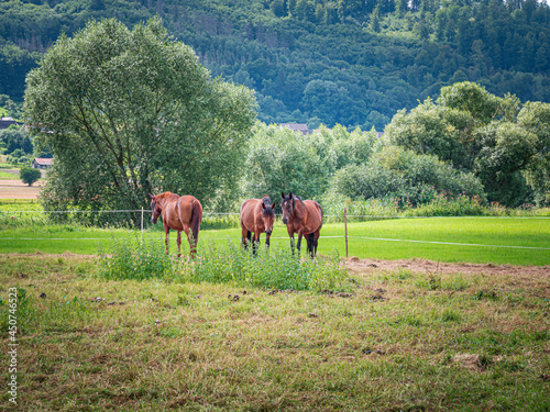 Pferde auf der Wiese