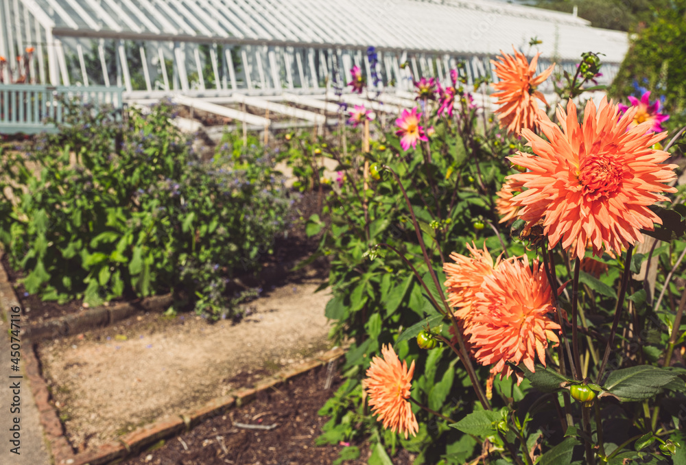 Orange Dahlias Outside The Victorian Greenhouses At West Dean Gardens