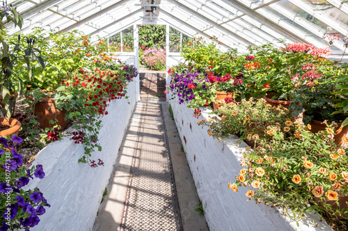 Flowers In Full Bloom In The Victorian Greenhouses At West Dean Gardens