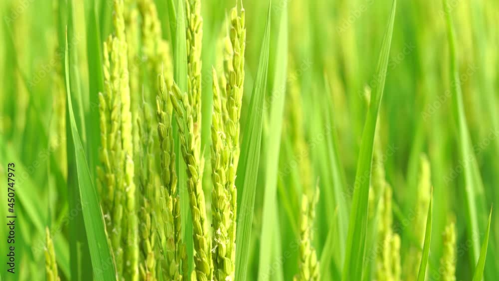 Rice fields in Northeast China in August Rice fields in Northeast China in August