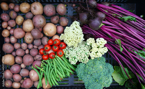 Organic fresh harvest food box. Garden products and harvested healthy vegetables. Fresh farm vegetables iike potatoes, brocoli, beans, tomato, Cauliflower and beets. box of vitamines. photo