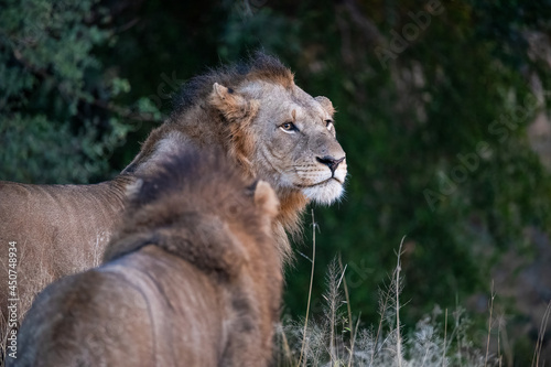 African maned lion staring out over his territory in the early morning light 