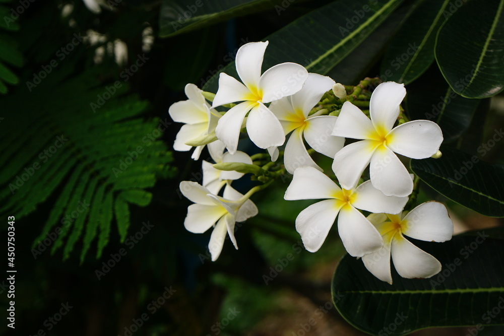 frangipani plumeria flower frangipani plumeria flower