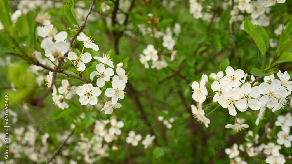 Cherry blossom tree in spring. Wind movement. High quality 4k footage Cherry blossom tree in spring. Wind movement. High quality 4k footage