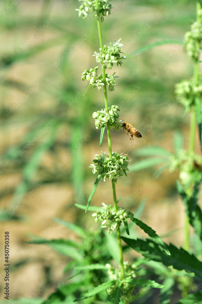 Industrial hemp agriculture green plant Industrial hemp agriculture green plant