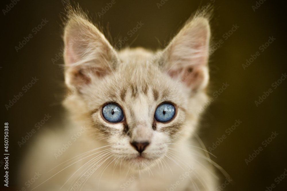 Blue Eye Kitten