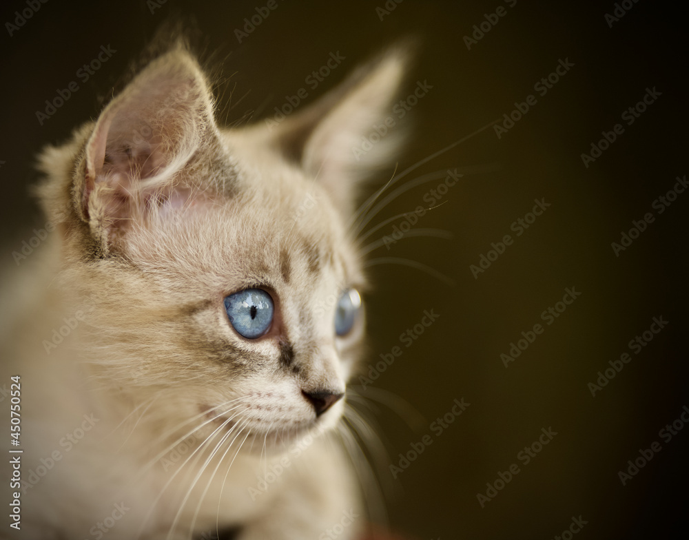 Obraz premium Sweet Blue Eye Kitten