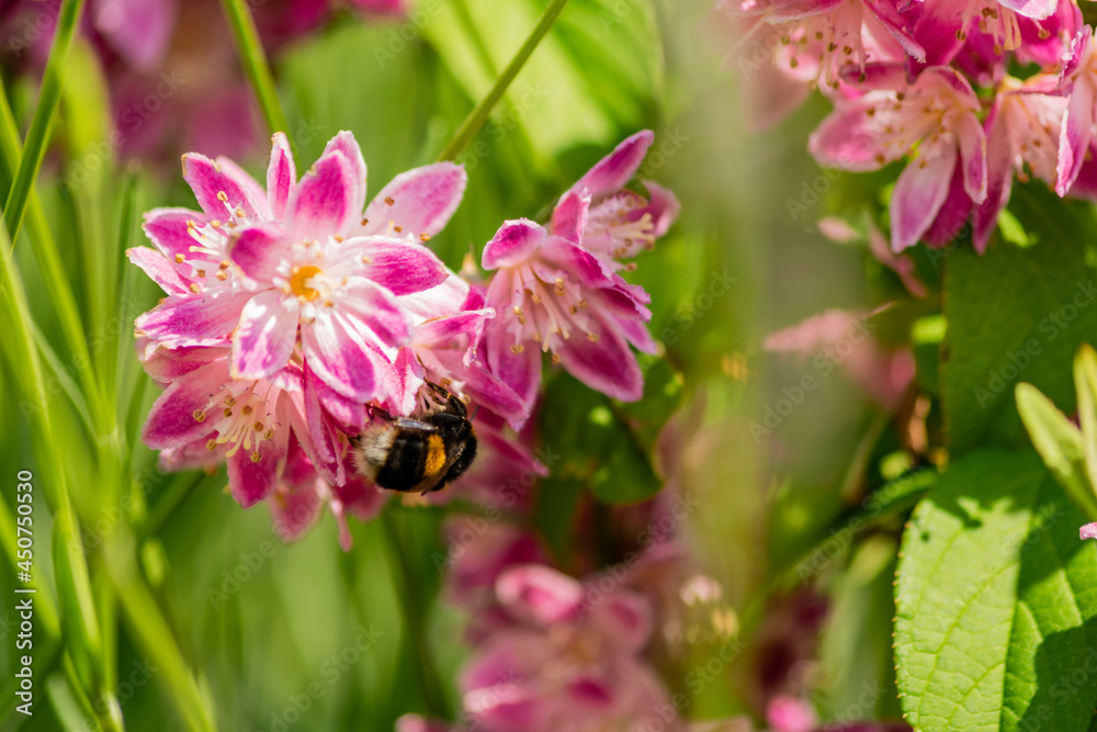 Close up of bumble bee on Deutzia Tourbillon Rouge flowers in sunny summer day. Bee polinator on pink flowers. Close up of bumble bee on Deutzia Tourbillon Rouge flowers in sunny summer day. Bee polinator on pink flowers.