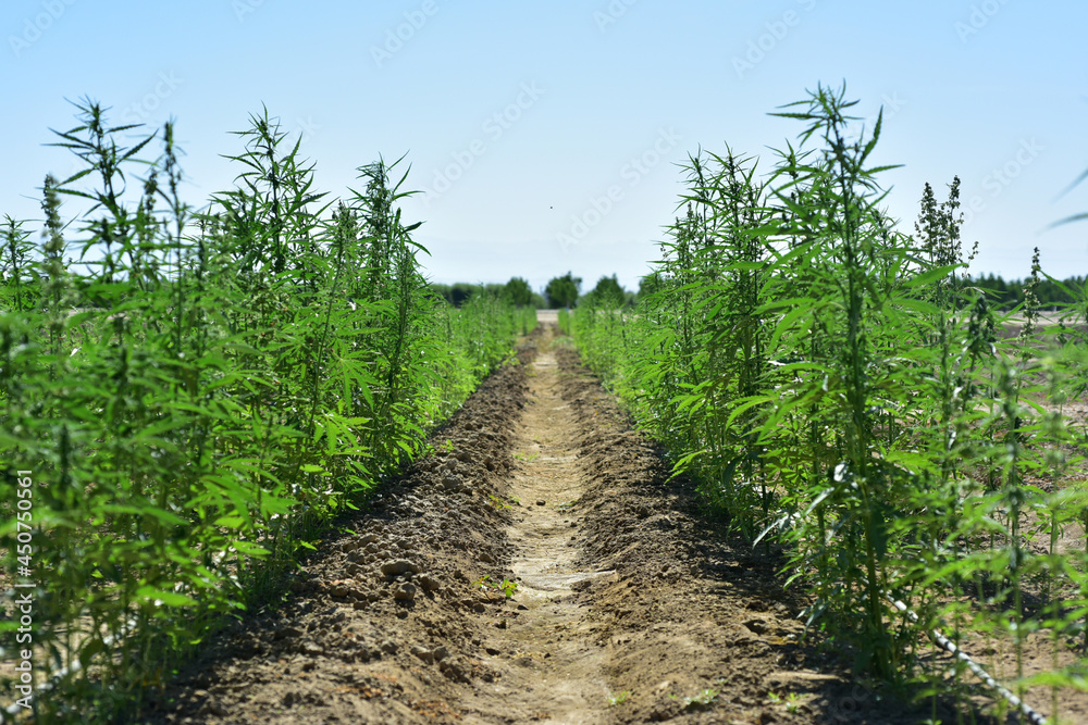 Industrial hemp agriculture green plant
