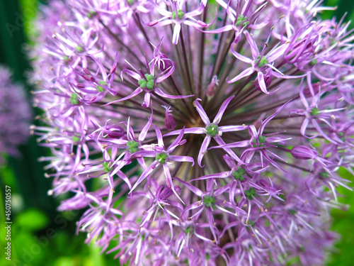 Onion aflatunsky  Allium aflatunense  blooms with a purple ball in the summer in the garden