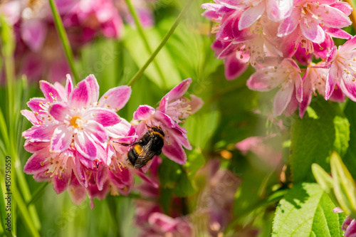 Close up of bumble bee on Deutzia Tourbillon Rouge flowers in sunny summer day. Bee polinator on pink flowers. photo